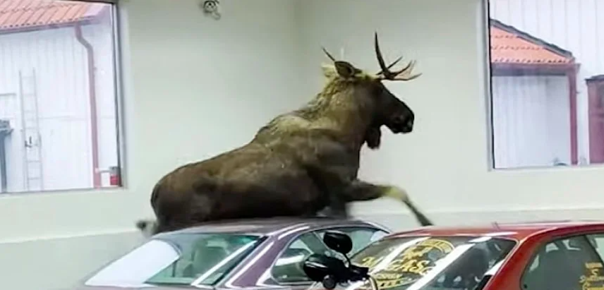 Dealer BMW Diserang oleh Rusa Besar, Mobil Jadi Korbannya
